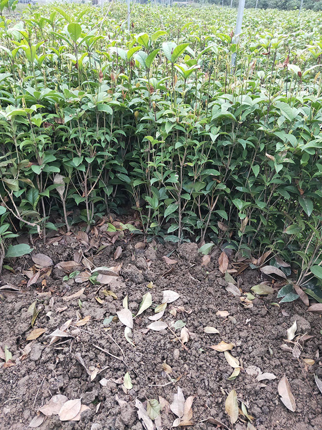 金桂樹(shù)多少錢一棵?2020年金桂樹(shù)價(jià)格最新行情預(yù)測(cè)