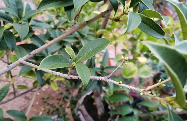 金桂樹(shù)多少錢一棵?2020年金桂樹(shù)價(jià)格最新行情預(yù)測(cè)