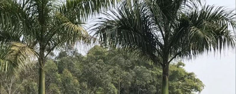 10米大王椰子樹價(jià)格多少錢一棵