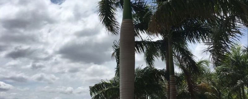 8米高大王椰子樹多少錢一棵