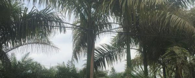 20米高大王椰子樹(shù)價(jià)格多少錢(qián)