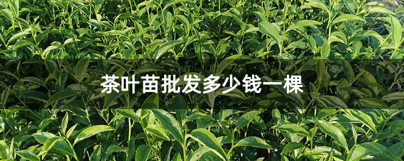 茶葉苗批發(fā)多少錢一棵
