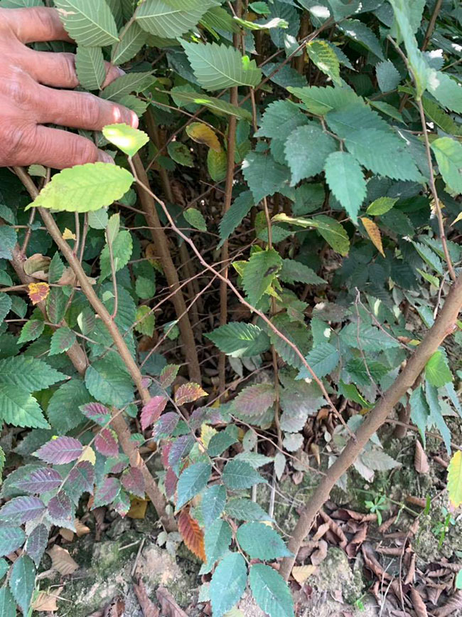 一年生紅櫸小苗多少錢一棵，