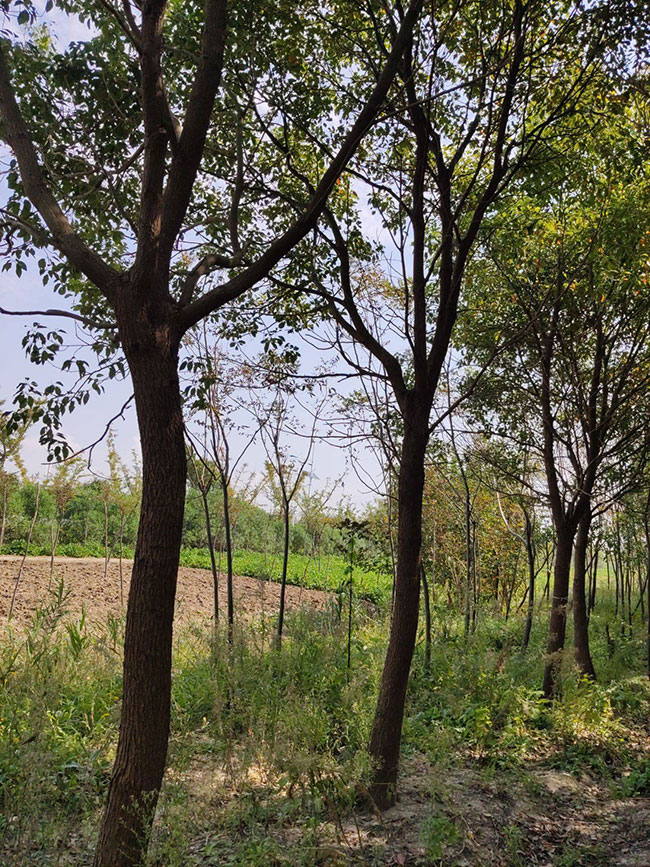 一年生紅櫸小苗多少錢一棵，