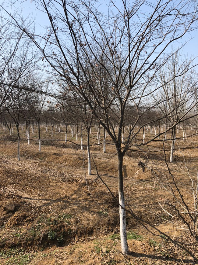 一年生紅櫸小苗多少錢一棵，