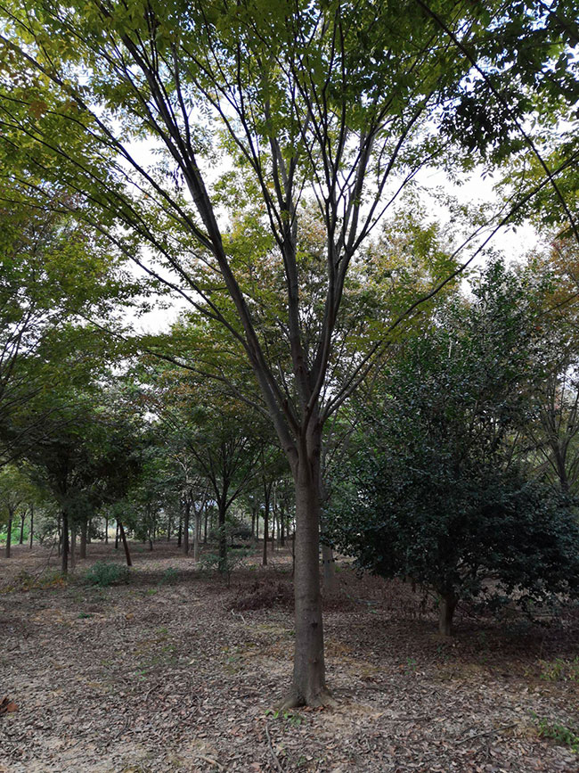 一年生紅櫸小苗多少錢一棵，