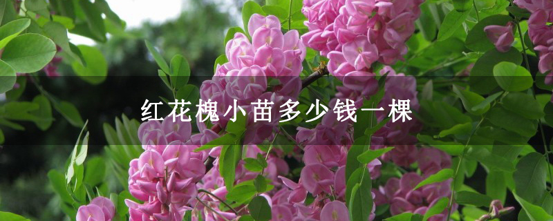 紅花槐小苗多少錢(qián)一棵