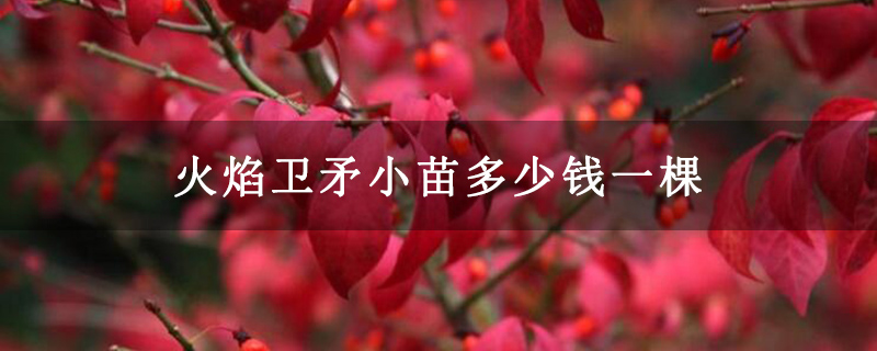 火焰衛(wèi)矛小苗多少錢一棵