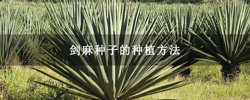 劍麻種子的種植方法