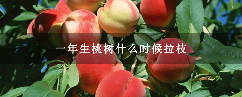 一年生桃樹什么時候拉枝