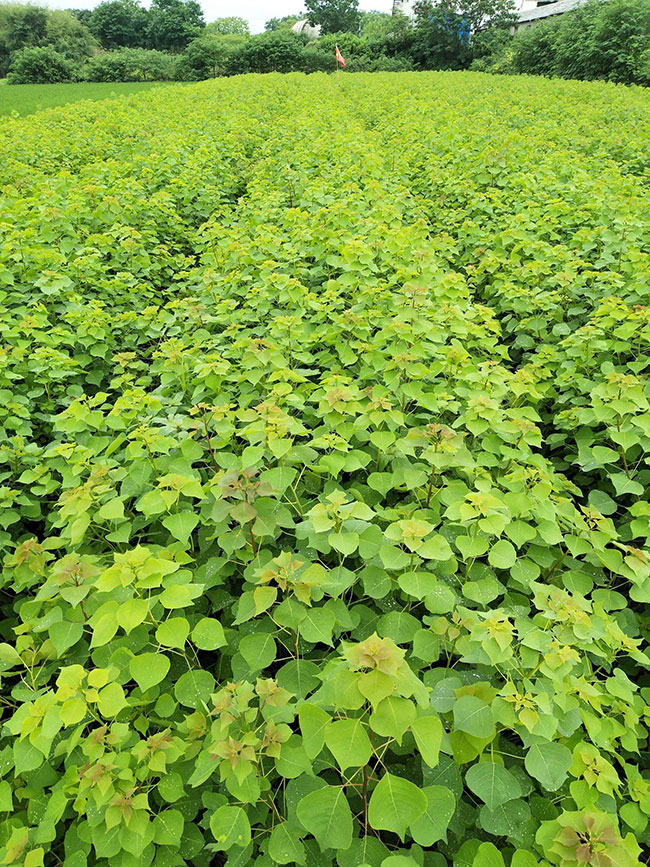 烏桕樹(shù)苗價(jià)格多少錢(qián)一棵?烏桕樹(shù)苗種植方法和注意事項(xiàng)