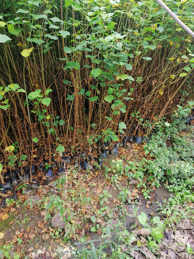 烏桕樹(shù)苗價(jià)格多少錢(qián)一棵?烏桕樹(shù)苗種植方法和注意事項(xiàng)