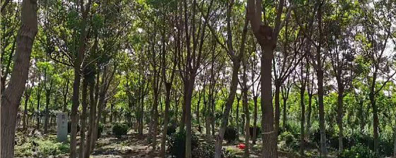 烏桕苗什么時候移栽合適