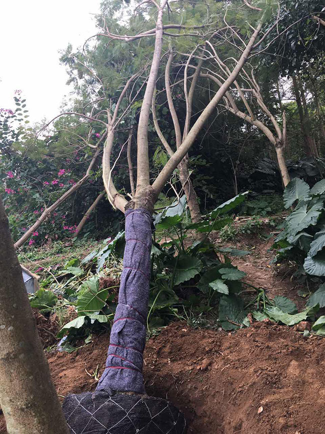 藍(lán)花楹多少錢一棵