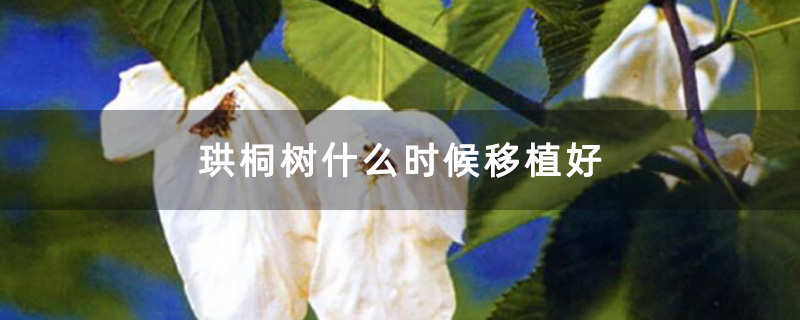 珙桐樹(shù)大樹(shù)苗