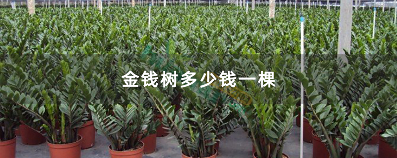 金錢樹多少錢一棵