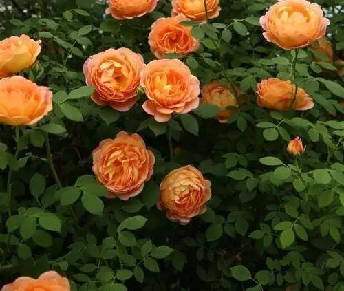 1673525041125961.jpg 微信圖片_20221126211610.jpg