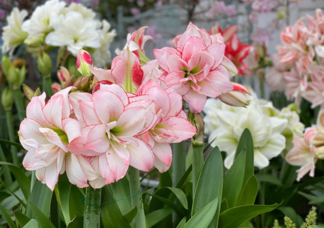 1673782575850753.jpg 微信圖片_20230115193513.jpg