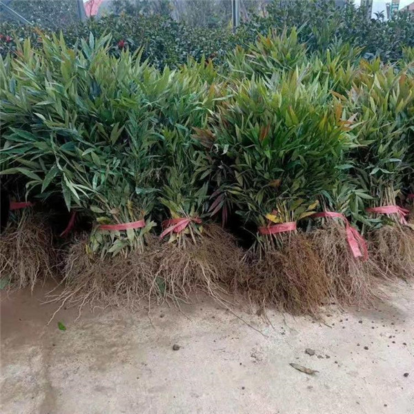 十大功勞基地實(shí)拍圖