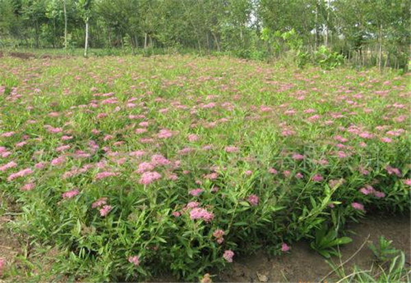 粉花繡線菊?qǐng)D片