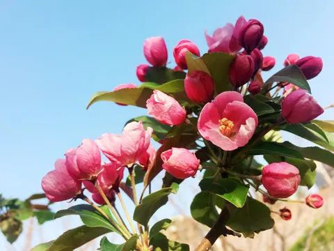 1675196863689503.jpg 北美海棠.jpg