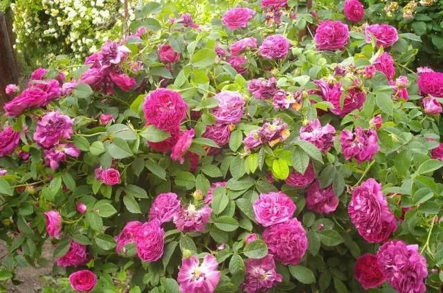 1675197321340715.jpg 微信圖片_20230108122003.jpg