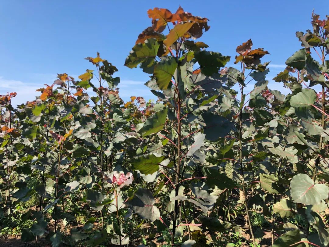 1675198933992340.jpg 微信圖片_20230201050031.jpg