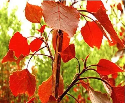 1675198948400755.jpg 微信圖片_20230201050132.jpg