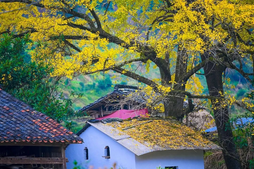 1676580881149186.jpg 微信圖片_20221126001434.jpg