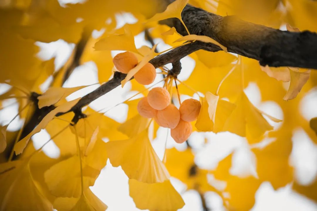 1676580889878275.jpg 微信圖片_20221126001441.jpg