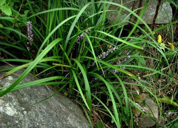 1676894605825104.png t01c1a6ab1f8060f230.png