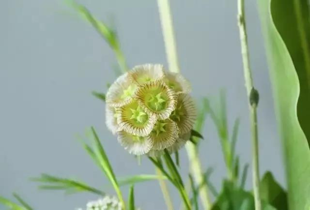 輪峰菊的形態(tài)特征、生長習(xí)性及種植方法