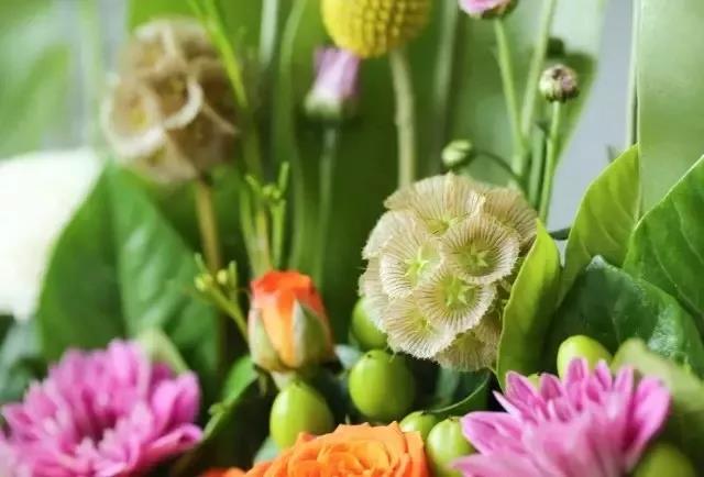輪峰菊的形態(tài)特征、生長習(xí)性及種植方法