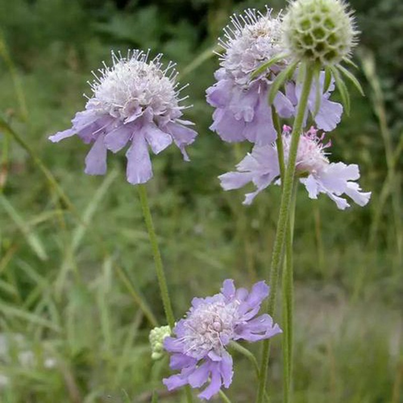 輪峰菊的形態(tài)特征、生長習(xí)性及種植方法