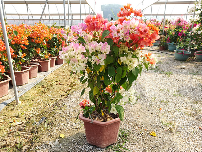 福建三角梅批發(fā)基地哪個好?大型三角梅批發(fā)基地介紹