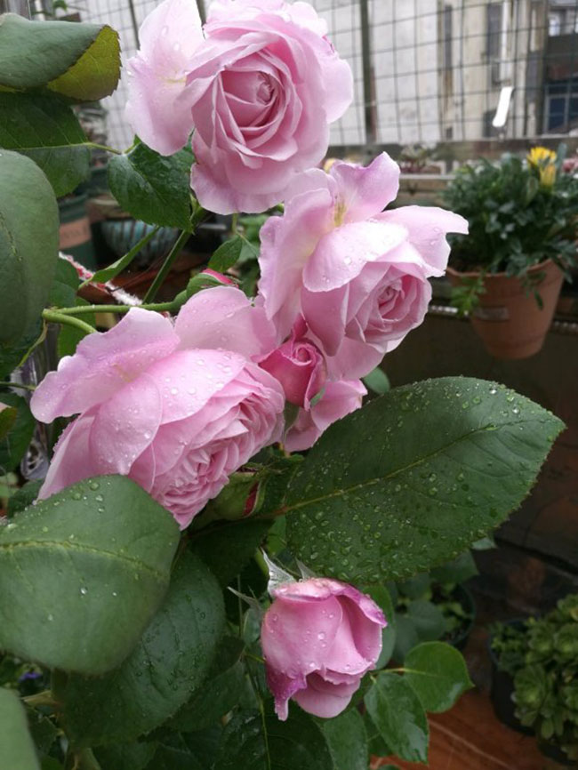 月季盲芽怎么修剪？