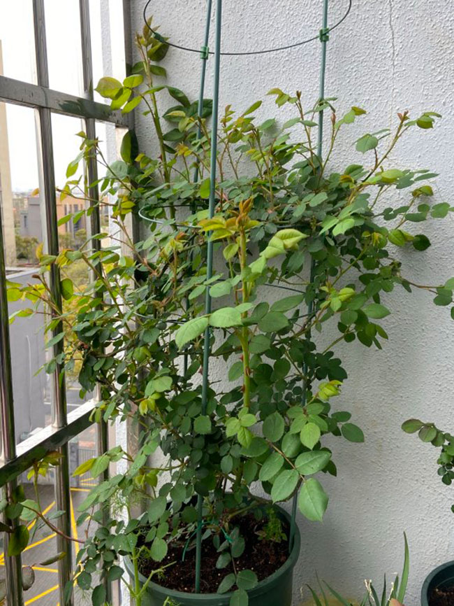 月季盲芽怎么修剪