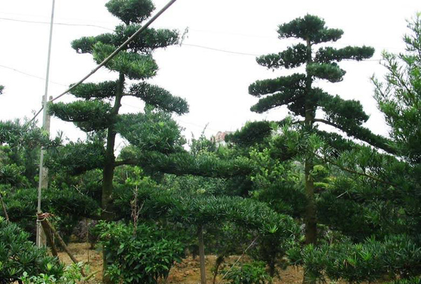 羅漢松造型苗