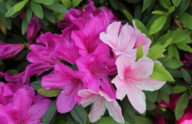 杜鵑花哪個(gè)季節(jié)開放?杜鵑花語(yǔ)和寓意