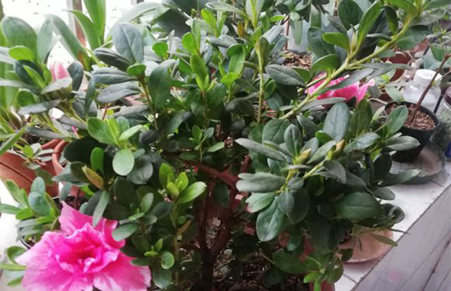 杜鵑花哪個(gè)季節(jié)開放?杜鵑花語(yǔ)和寓意