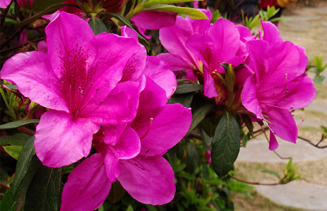 杜鵑的花語是什么?杜鵑的寓意和象征