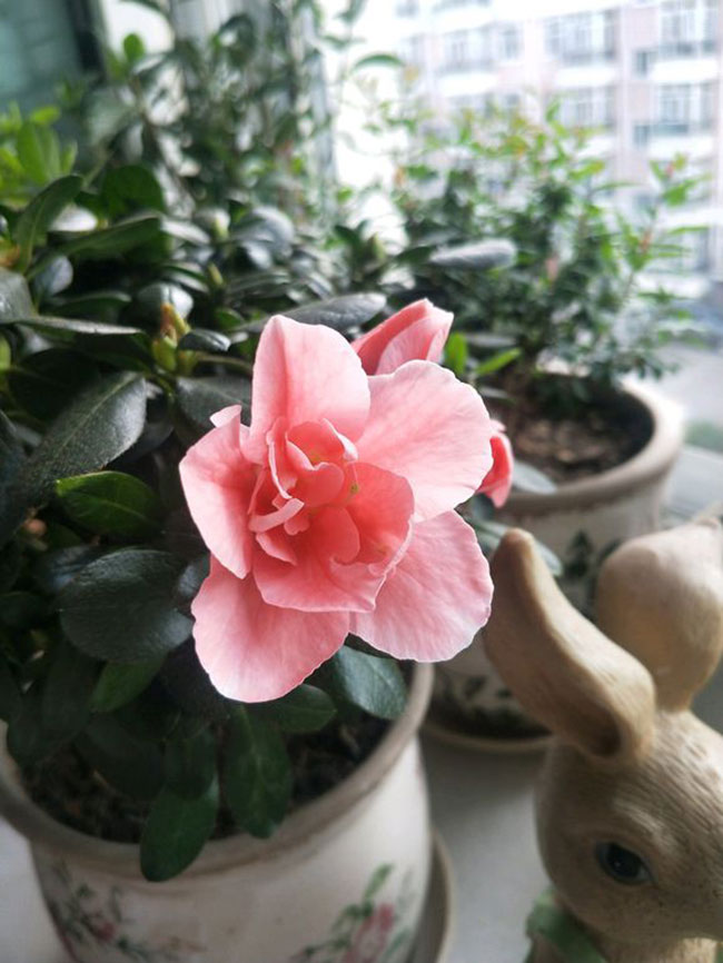 杜鵑的花語是什么?杜鵑的寓意和象征