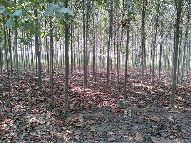 速生法桐多少錢一棵?2020年速生法桐價(jià)格最新價(jià)格