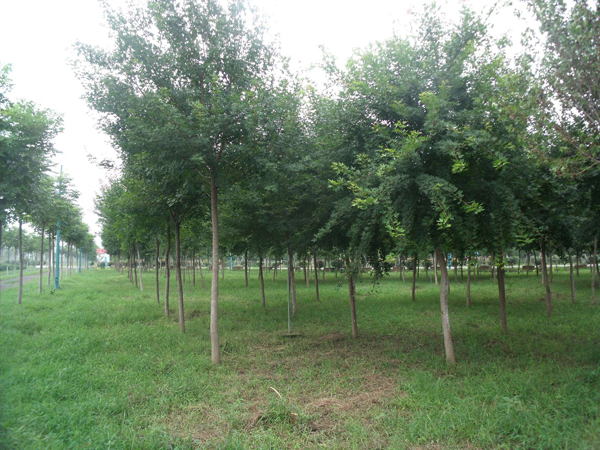 五角楓基地實(shí)拍圖