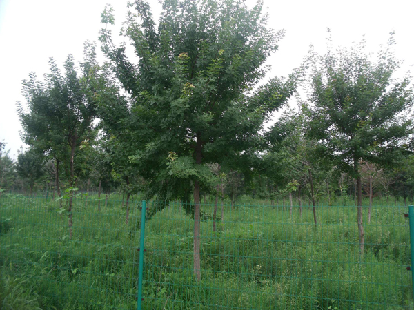 五角楓種植基地實(shí)拍