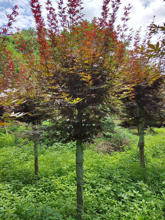 紅楓樹多少錢一棵?2020年紅楓樹價(jià)格最新價(jià)格