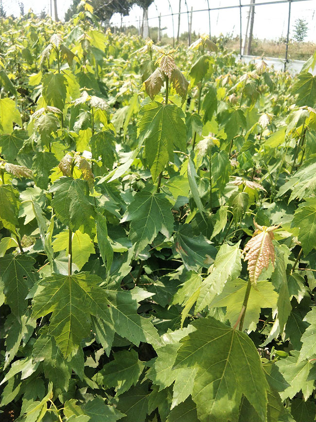 紅楓樹多少錢一棵?2020年紅楓樹價(jià)格最新價(jià)格