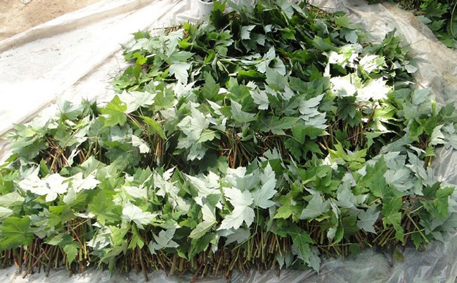 日本紅楓紅舞姬怎么養(yǎng)?紅舞姬紅楓養(yǎng)殖方法