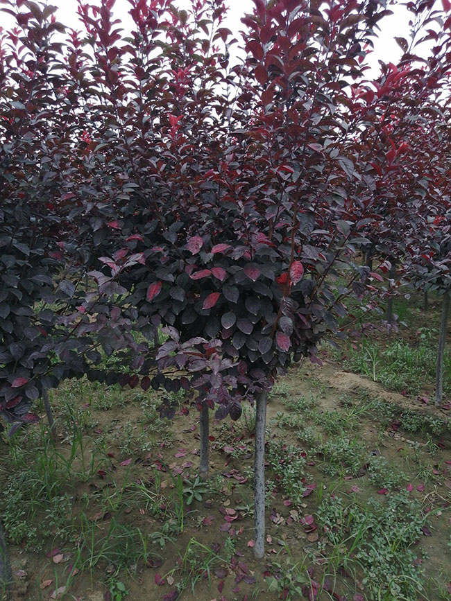 紅葉李種植應注意什么?紅葉李種植時間及管理