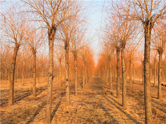 金絲垂柳照片種植基地實(shí)拍